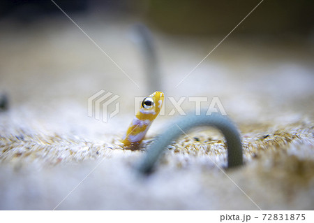 砂から顔を出すチンアナゴの写真素材