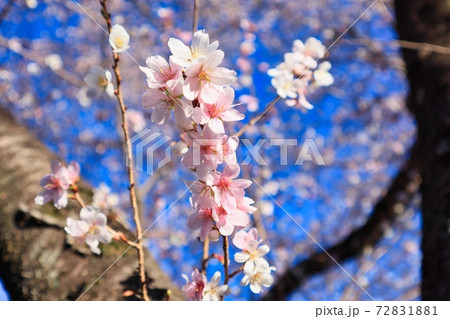 小春日和に咲く、満開の四季桜小春日和に咲く、満開の四季桜 72831881