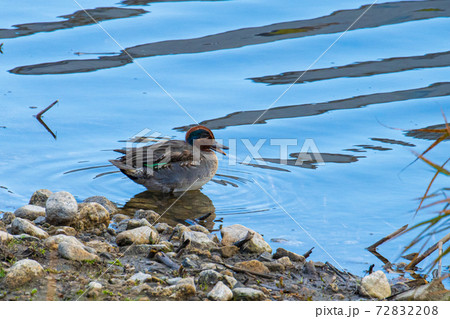 コガモ 72832208