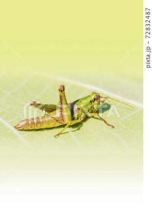 イナゴ　イナゴの幼虫　ぼかし 72832487
