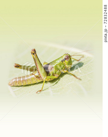 イナゴ　イナゴの幼虫　ぼかし 72832488