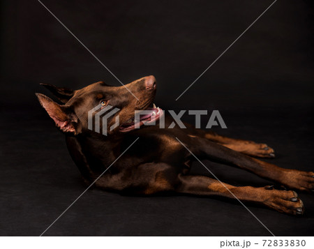 chocolate doberman boy studio photos 72833830