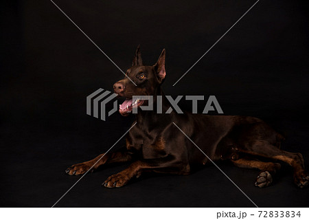 chocolate doberman boy studio photos 72833834