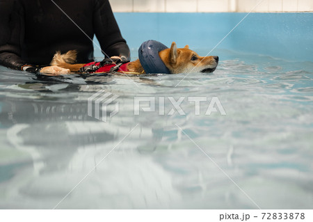 swimming in the pool redhead shiba inu swimming in the pool redhead shiba inu 72833878
