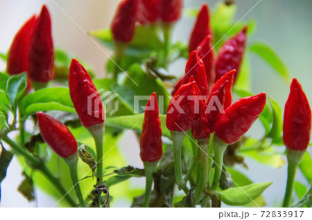 Homemade pepper plant. Indoor pepper. Houseplants. Plants in the house Homemade pepper plant. Indoor pepper. Houseplants. Plants in the house 72833917