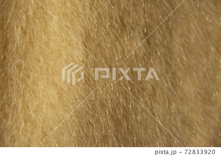 Fur texture. Fur for the background. Fur material. Faux fur. Fur texture. Fur for the background. Fur material. Faux fur. 72833920