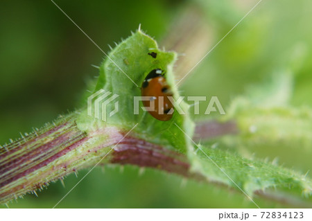 A red ladybug on a green leaf. It is lit by sunlight A red ladybug on a green leaf. It is lit by sunlight 72834123