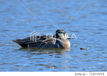 トモエガモ 72834958