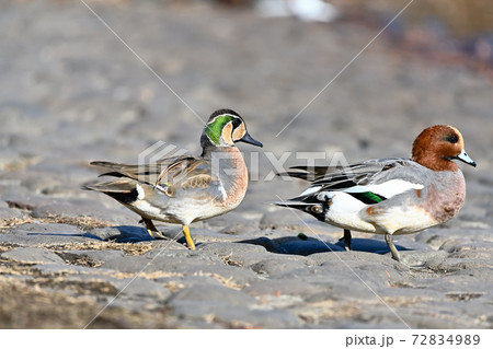 トモエガモ 72834989