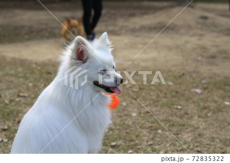 doggy happy party, white dog doggy happy party, white dog 72835322