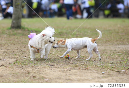 dog make friend each other dog make friend each other 72835323