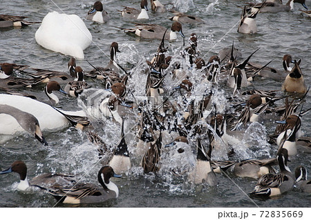 水中に垂直に突っ込むオナガガモと慎ましいハクチョウ 水中に垂直に突っ込むオナガガモと慎ましいハクチョウ 72835669