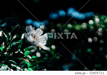 椿 つばき ツバキ 植物 花 椿 つばき ツバキ 植物 花 72835711
