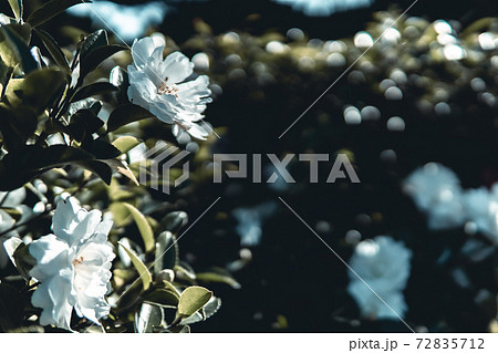 椿 つばき ツバキ 植物 花 椿 つばき ツバキ 植物 花 72835712