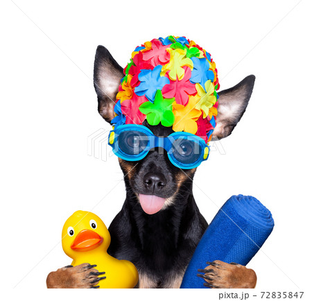 dog swim cap and goggles 72835847