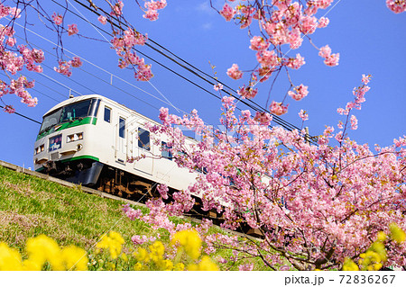河津桜と185系 河津桜と185系 72836267