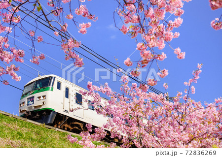 快晴の下、河津桜と185系 快晴の下、河津桜と185系 72836269