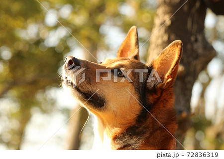 犬 かわいい 和犬 雑種 の写真素材