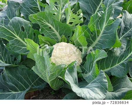 畑に植わっているカリフラワー 72836634