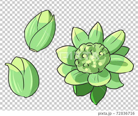 ふきのとうのイラスト素材