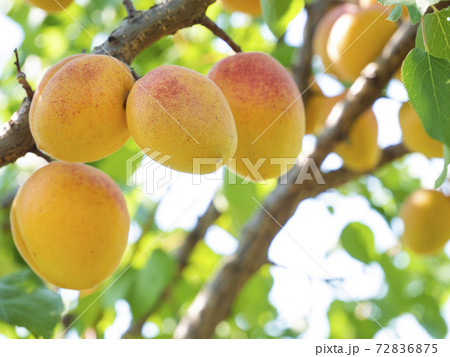 Natural fruits. Ripe apricots on the tree in the farm garden Natural fruits. Ripe apricots on the tree in the farm garden 72836875