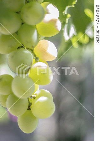Bunches of grapes in a vineyard in a rural garden 72837080