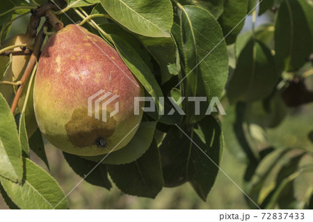 Natural fruit. Pears on the branches of an pear tree Natural fruit. Pears on the branches of an pear tree 72837433