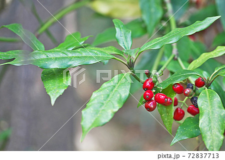 赤いアオキの実 72837713
