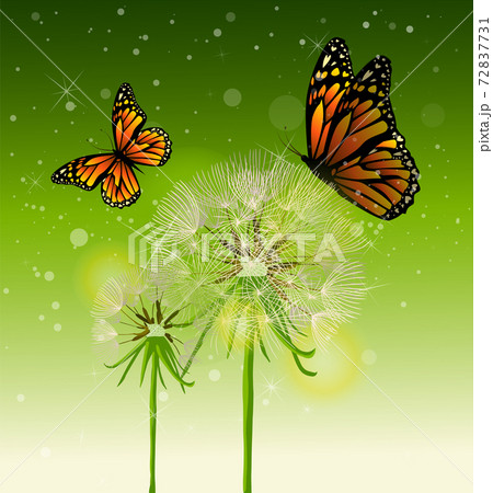 Beautiful dandelions with orange butterflies on a green background. Vector illustration 72837731