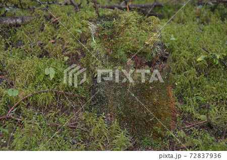 コケに覆われた切り株（富士山 北嶺／山梨県富士吉田市） 72837936