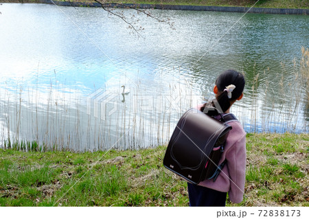 池の白鳥を見る小学生 72838173