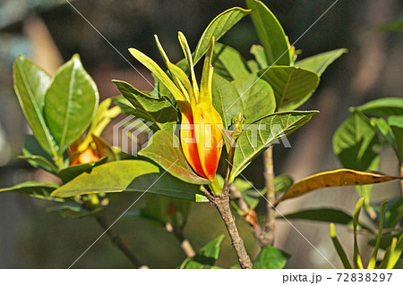 オレンジ色のクチナシの実の写真素材 7297 オレンジ色のクチナシの実の写真素材 7297