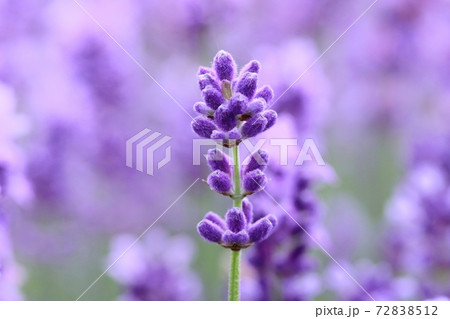 ラベンダーの花 クローズアップ 紫色のラベンダー畑背景の写真素材