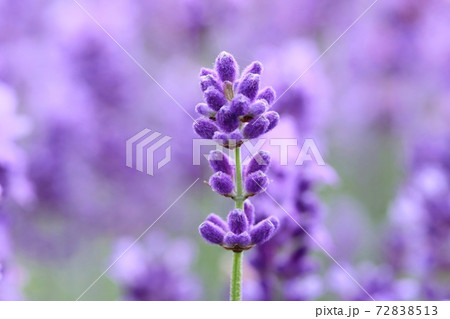 ラベンダーの花 クローズアップ 紫色のラベンダー畑背景の写真素材