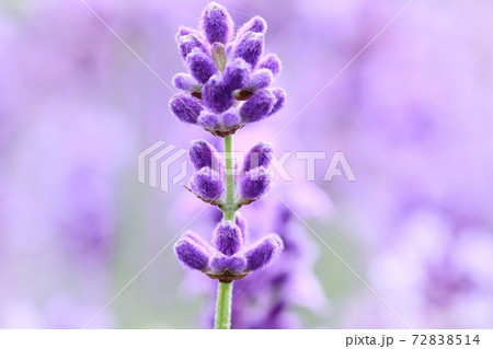 ラベンダーの花 クローズアップ 紫色のラベンダー畑背景の写真素材