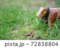 牛 72838804