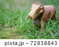 牛 72838843
