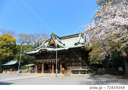 【静岡県】桜が満開の三嶋大社（御本殿） 72839368