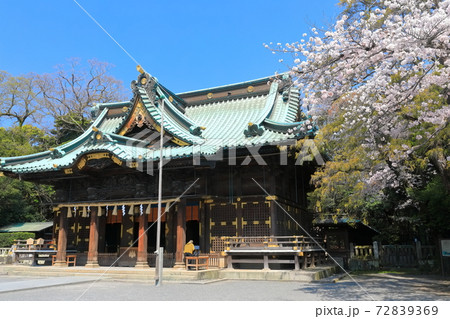 【静岡県】桜が満開の三嶋大社（御本殿） 72839369