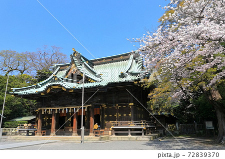 【静岡県】桜が満開の三嶋大社（御本殿） 72839370