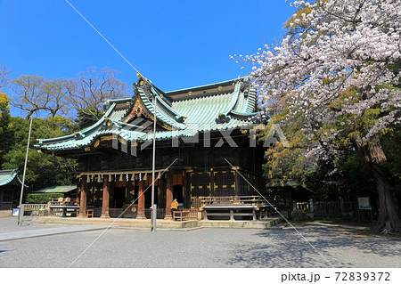 【静岡県】桜が満開の三嶋大社（御本殿） 72839372