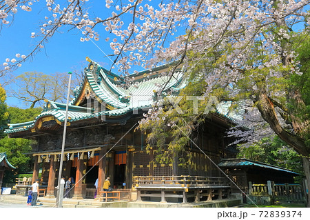 【静岡県】桜が満開の三嶋大社（御本殿） 72839374