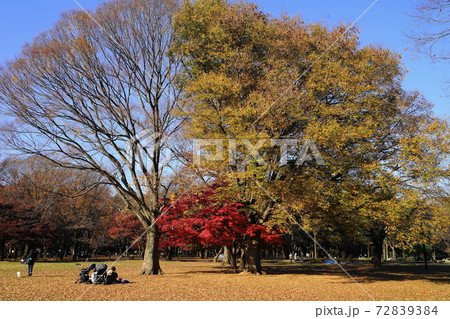 12月 渋谷384代々木公園(モミジ)の紅葉 12月 渋谷384代々木公園(モミジ)の紅葉 72839384