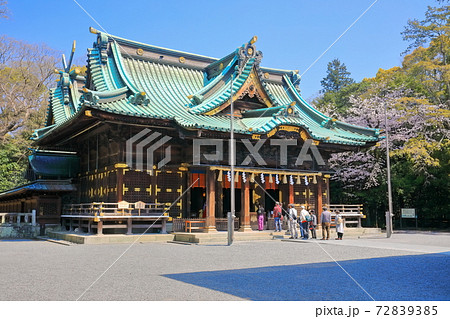 【静岡県】桜が満開の三嶋大社（御本殿） 72839385