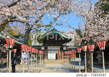 【静岡県】桜が満開の三嶋大社（神門） 72839387