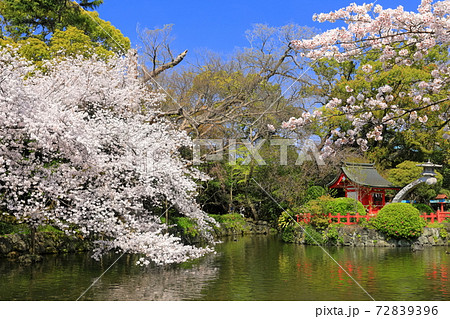 【静岡県】桜が満開の三嶋大社(厳島神社) 【静岡県】桜が満開の三嶋大社(厳島神社) 72839396