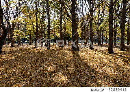 12月 渋谷369代々木公園(イチョウ林)の紅葉 12月 渋谷369代々木公園(イチョウ林)の紅葉 72839411