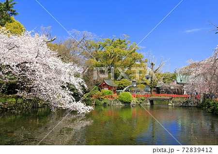 【静岡県】桜が満開の三嶋大社（厳島神社） 72839412