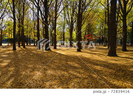 12月　渋谷366代々木公園(イチョウ林)の紅葉 72839416