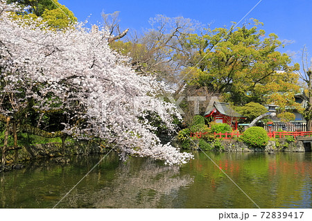 【静岡県】桜が満開の三嶋大社(厳島神社) 【静岡県】桜が満開の三嶋大社(厳島神社) 72839417